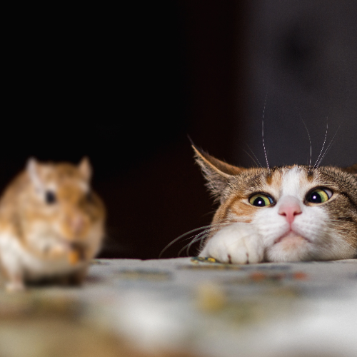 Do Cats Eat Mice? Understanding the Natural Hunting Instincts of Cats - PETLIBRO
