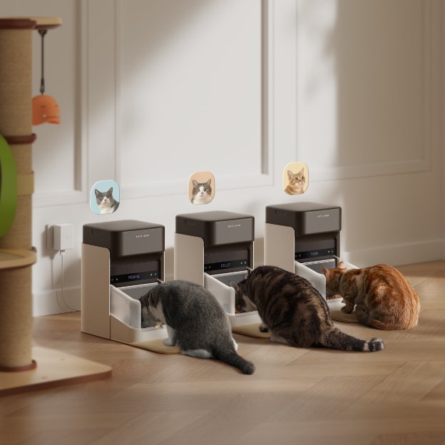 4 Essential Cat Feeding Tips for Multi-Pet Families - PETLIBRO