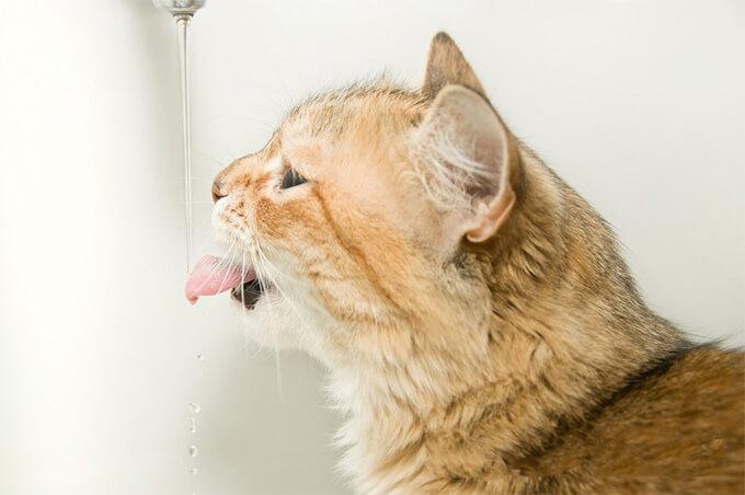5 WAYS TO MAKE CATS FALL IN LOVE WITH DRINKING WATER - PETLIBRO