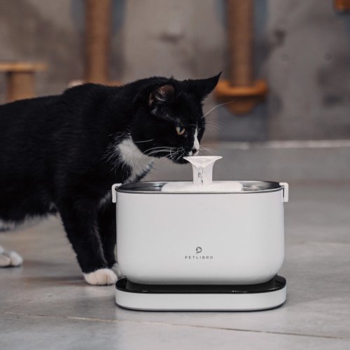 A Guide on Safely Preparing Your Home for Your Pet While You’re Away - PETLIBRO