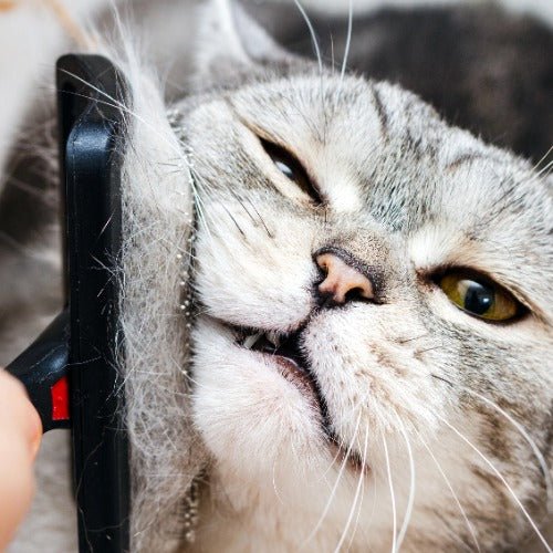 A Guide to Short-Haired Cat Grooming - PETLIBRO