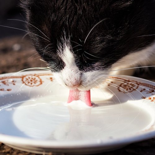 Can Cats Drink Milk? - PETLIBRO