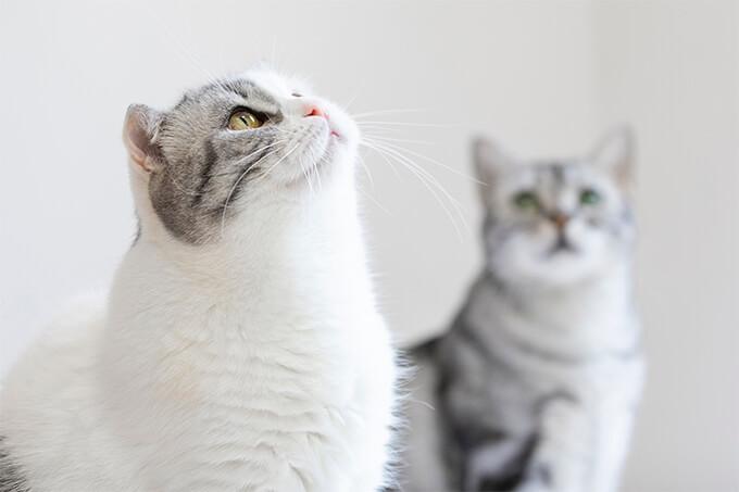 CAT FEEDING TIMES AND FREQUENCY TIPS - PETLIBRO