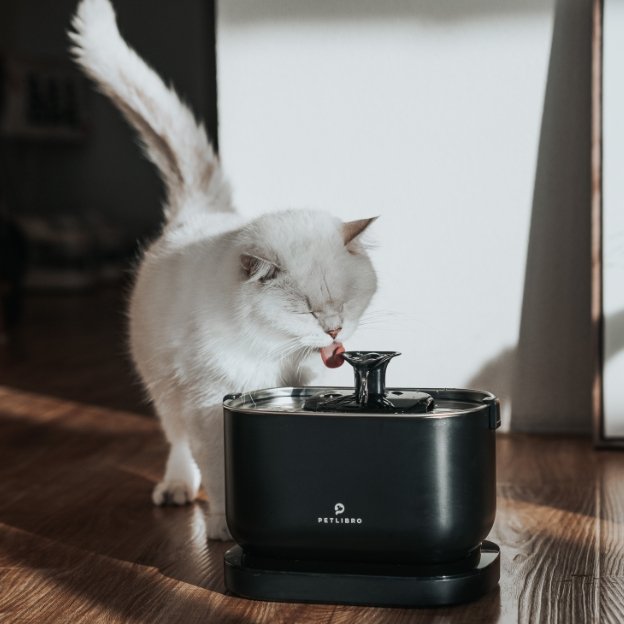 Cat Water Fountain Maintenance 101: Best Practices for Optimal Hygiene(2023) - PETLIBRO