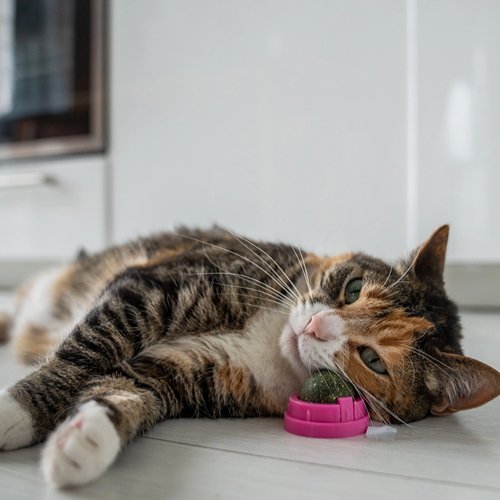 Catnip Water: What You Need to Know - PETLIBRO
