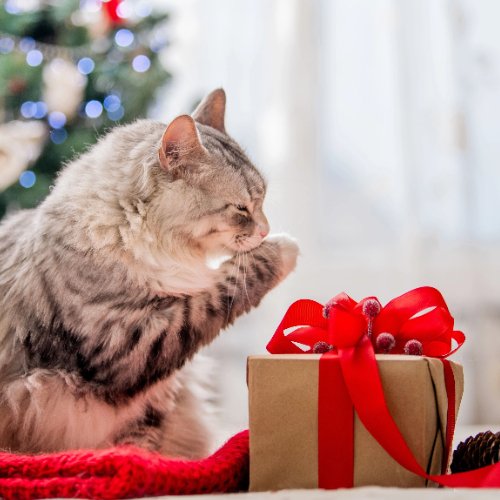 Celebrating a Joyful Christmas with Your Beloved Pet - PETLIBRO