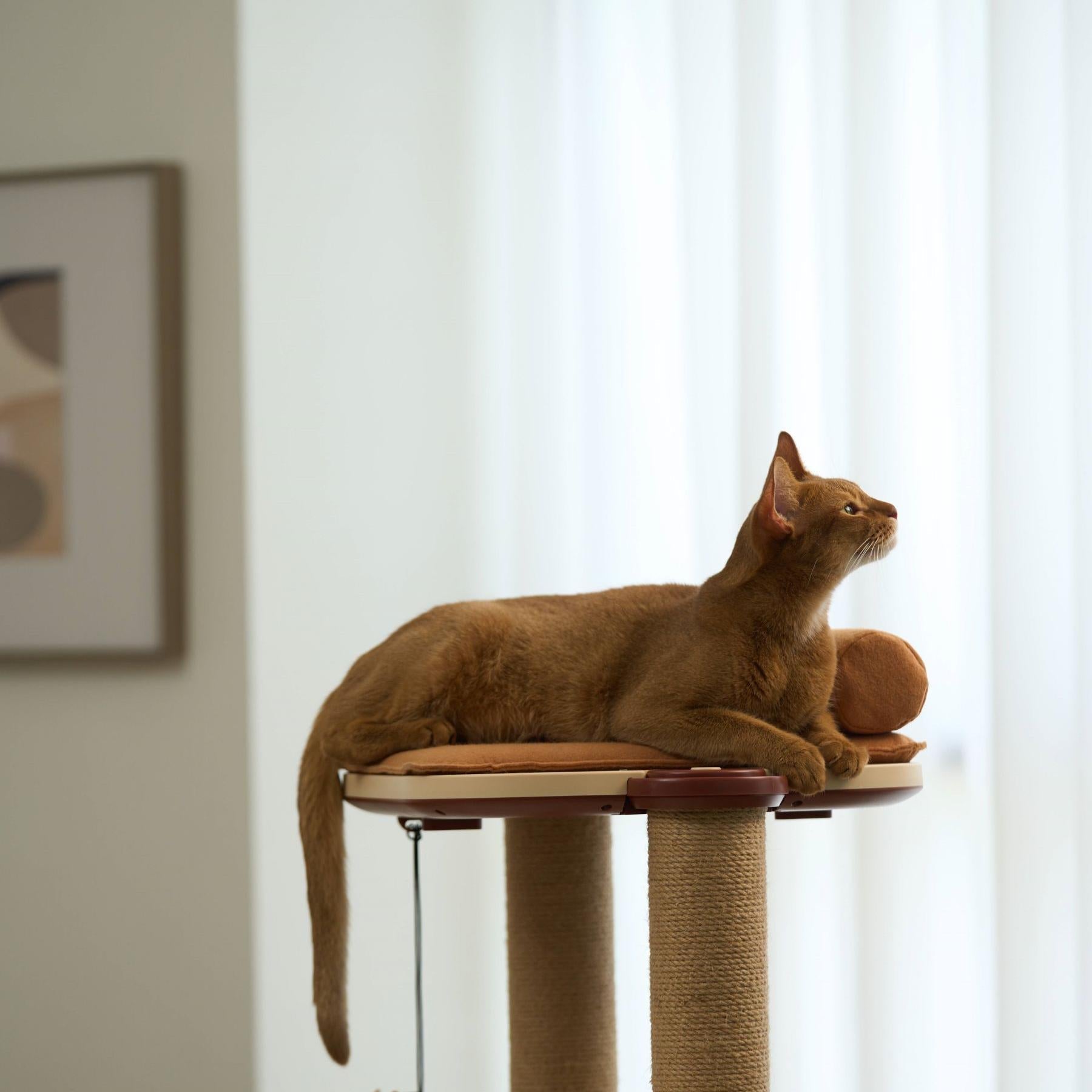 Choosing the Perfect Cat Tree: Factors to Consider and Options Available - PETLIBRO