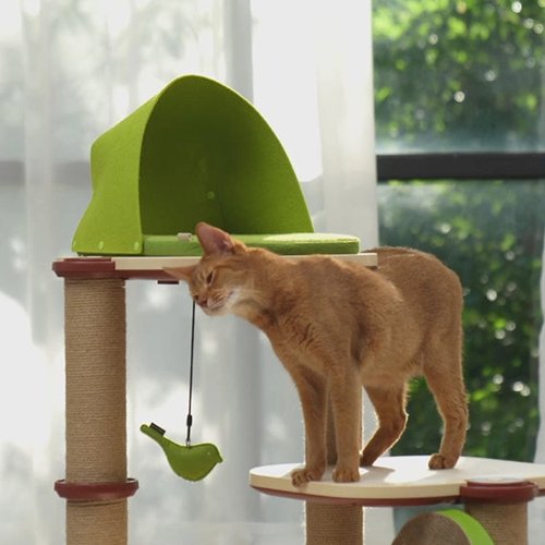 Decoding Cat Habits and Behavior: Understanding the Nature of Cats - PETLIBRO