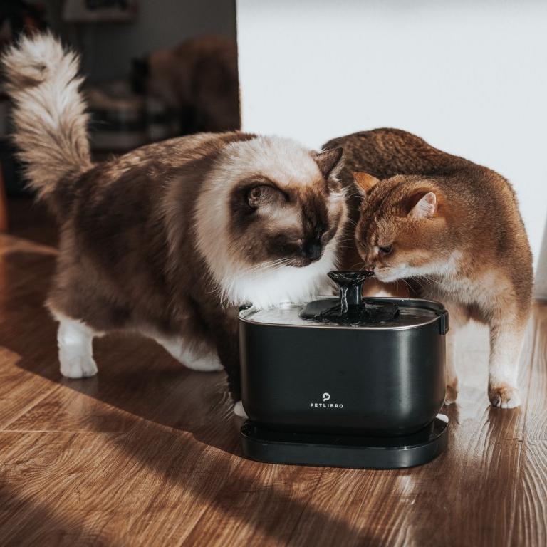 Do Cat Fountains Get Moldy? - PETLIBRO