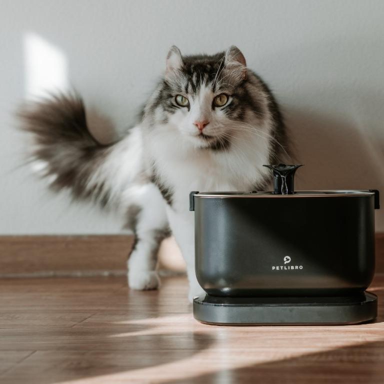 Do Cat Fountains Keep Water Cold? - PETLIBRO