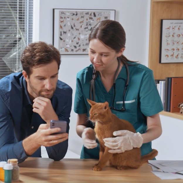Do Vets Recommend Water Fountains for Cats? - PETLIBRO