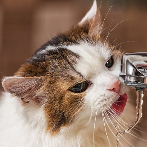 Enhancing Independence: PETLIBRO and the Art of Leaving Cats Alone - PETLIBRO
