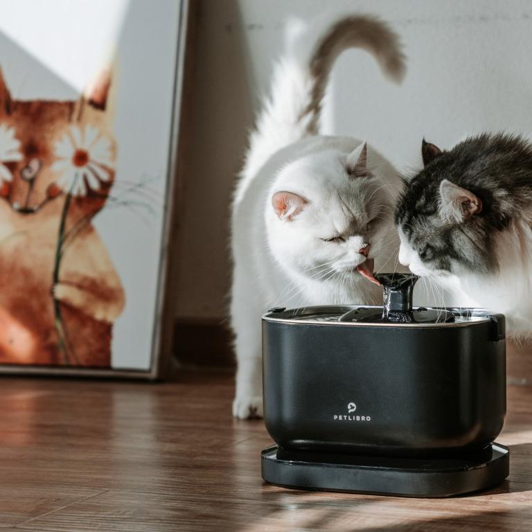 Feline Kidney Health: Unveiling Secrets for a Healthy Cat Life! - PETLIBRO