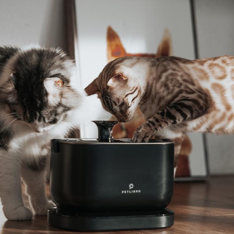For Your Feline's Health: How Often to Wash a Cat's Water Bowl - PETLIBRO