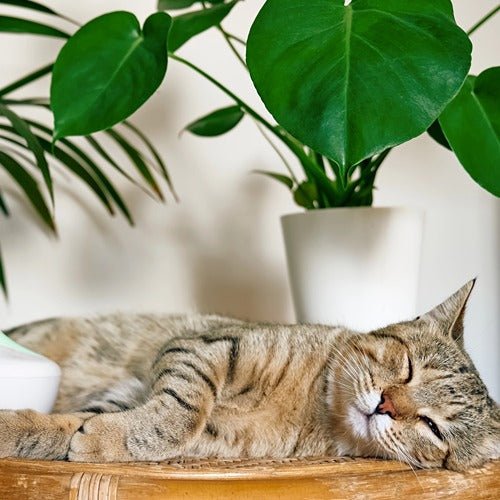Helping Your Cat Adjust to a New Environment and Other Pets - PETLIBRO