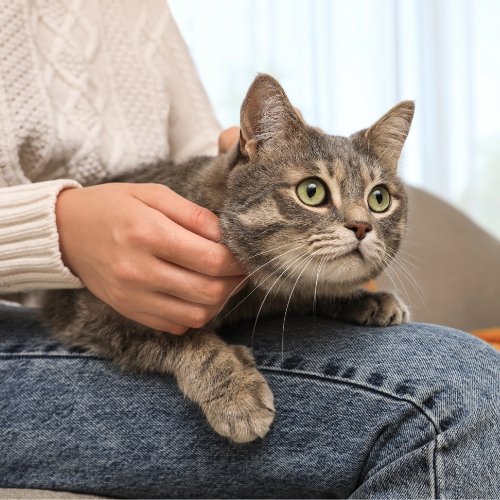 How Daylight Saving Time Affects Pets - PETLIBRO