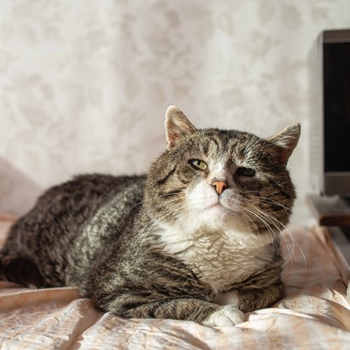 How Long Do Cats Live?Affecting Feline Lifespan and Tips for Prolonging Their Lives - PETLIBRO