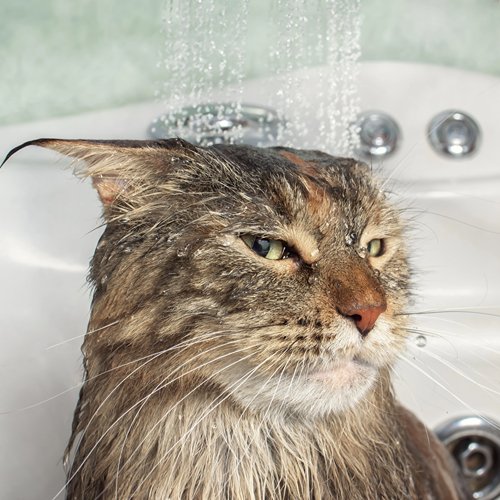How to Bathe Your Cat: A Step-by-Step Guide - PETLIBRO