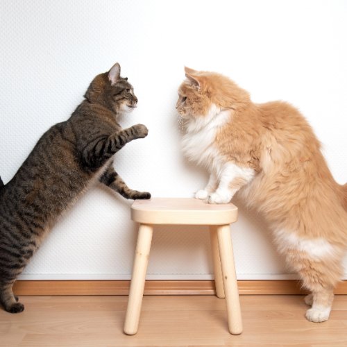 How to Foster Harmony between Two Cats - PETLIBRO