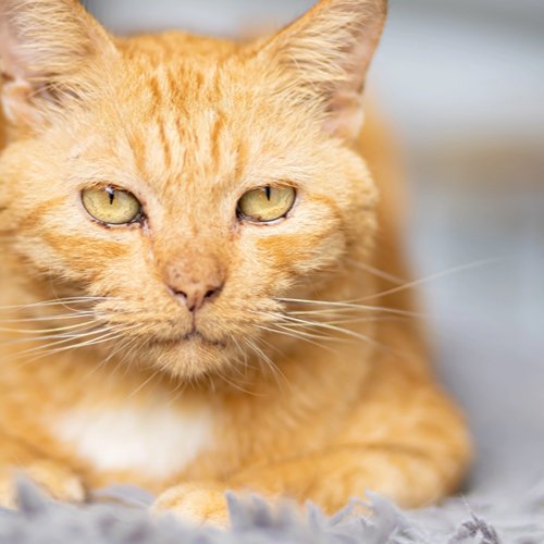 How to Tell If Your Cat Is Sick: Signs and Symptoms to Watch For - PETLIBRO