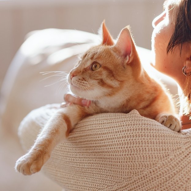 Hydration Health In Focus—Must-Know Knowledge For Cat Families - PETLIBRO