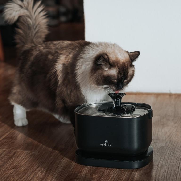 Keeping Senior Cats Hydrated: A Complete Guide! - PETLIBRO