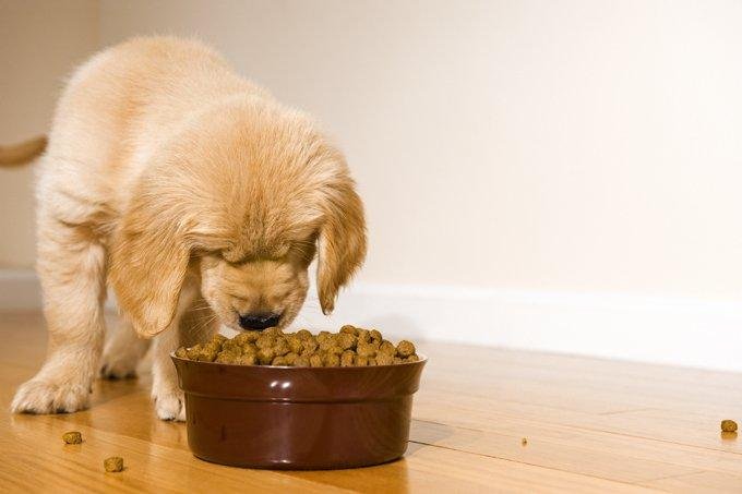 PUPPY FEEDING TIPS - PETLIBRO