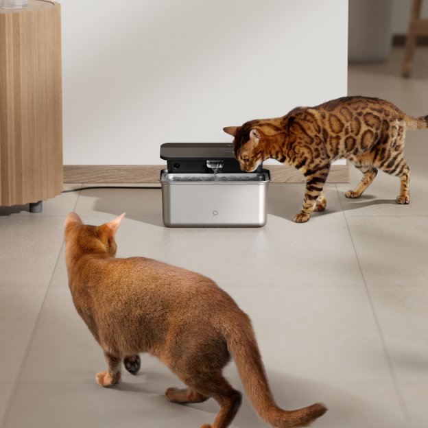 Pure Hydration – Why Your Cat Deserves Clean Water - PETLIBRO