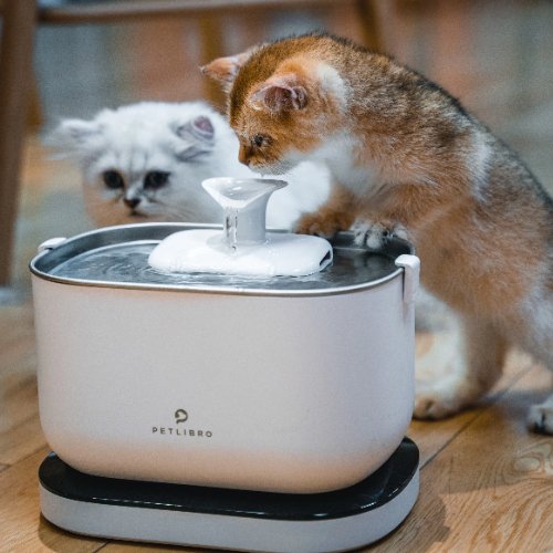 Reasons Why Your Cat Should Drink More Water - PETLIBRO