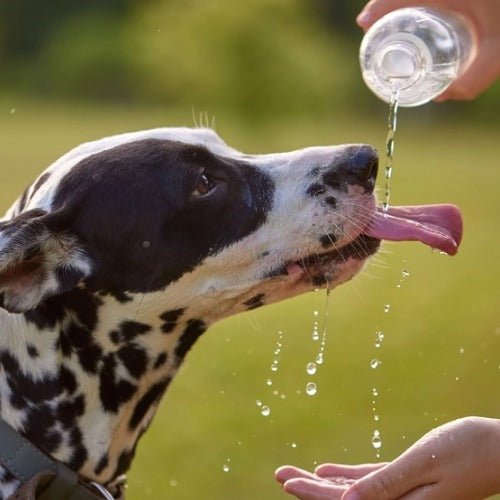 Safety Tips for Your Dog’s Drinking Water - PETLIBRO