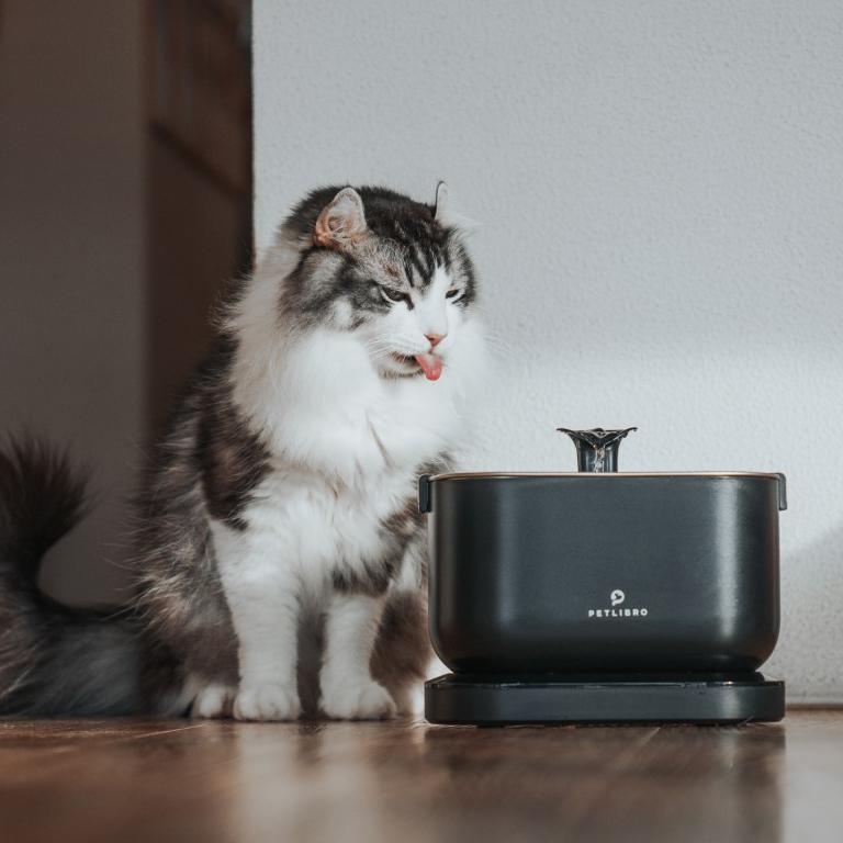 Signs of Dehydration in Cats: How to Spot and Prevent It? - PETLIBRO