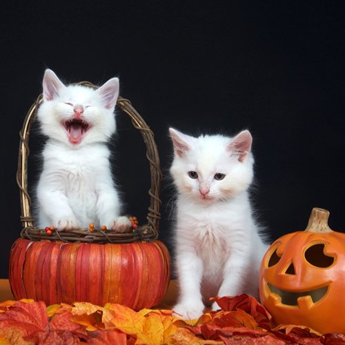 Spooktacular Feasts: Halloween Treats for Your Feline Friend - PETLIBRO