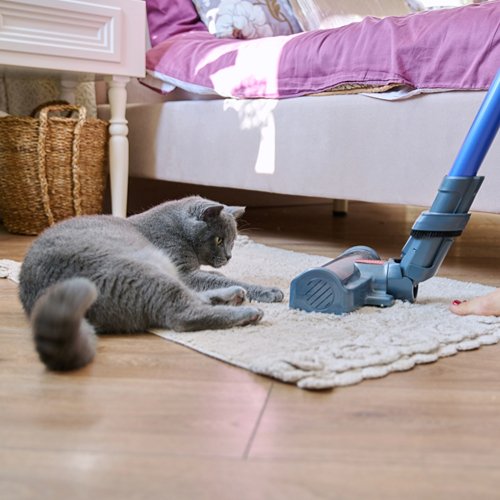 Spring Cleaning Tips for Pet Owners - PETLIBRO