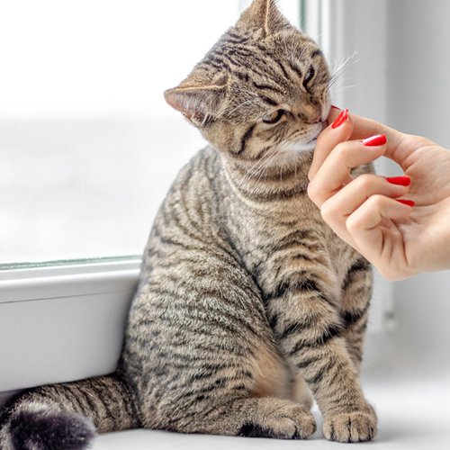 Teaching Your Cat to Recognize Its Name - PETLIBRO