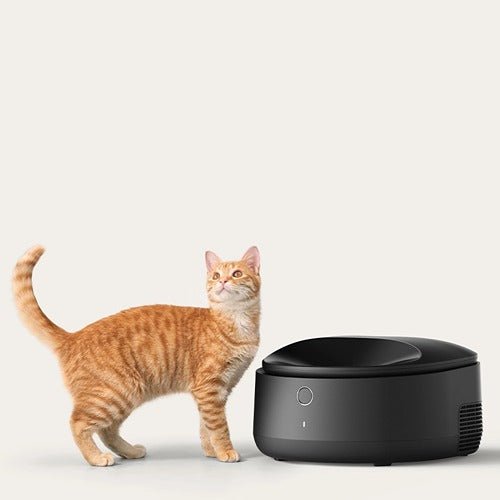 The Benefits of Adding Wet Food to Your Cat's Diet - PETLIBRO
