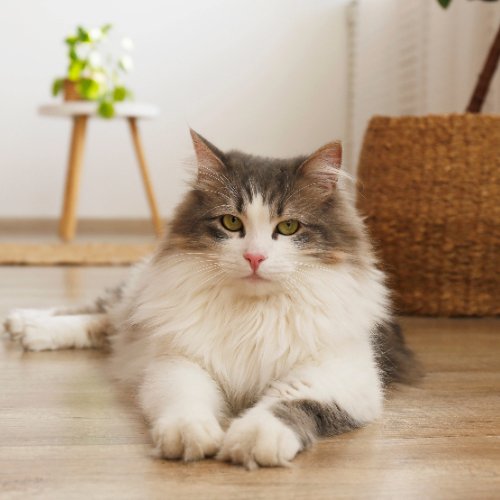 The Fascinating World of Cats: 10 Surprising Cat Facts - PETLIBRO
