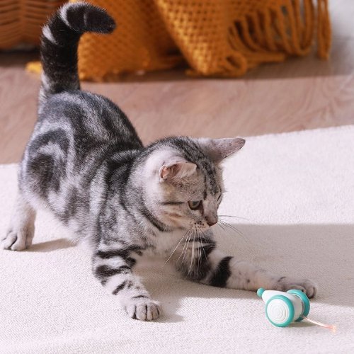 The Feline Gift-Giving Phenomenon: Why Does My Cat Bring Me Toys? - PETLIBRO