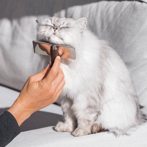 The Soothing Symphony: Understanding Why Cats Purr - PETLIBRO