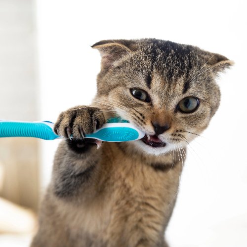 The Ultimate Guide to Brushing Your Cat's Teeth - PETLIBRO
