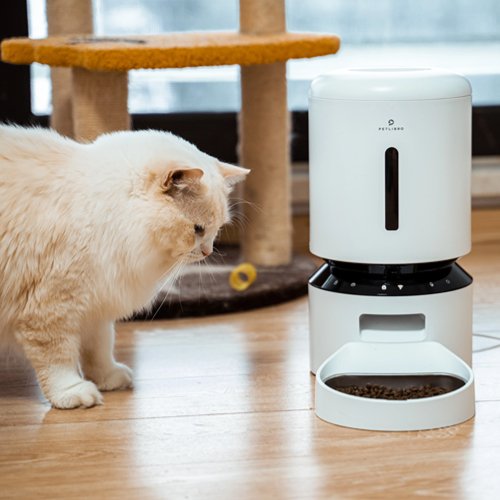 Unlocking the Mystery: Do Cats Really Know Their Names? - PETLIBRO