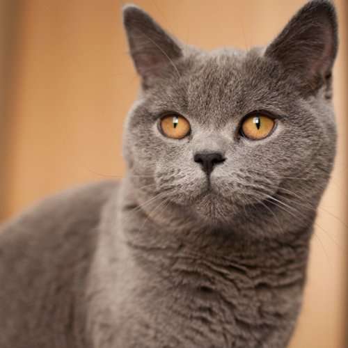 Unveiling the Secret of Healthy Cat Weight - PETLIBRO