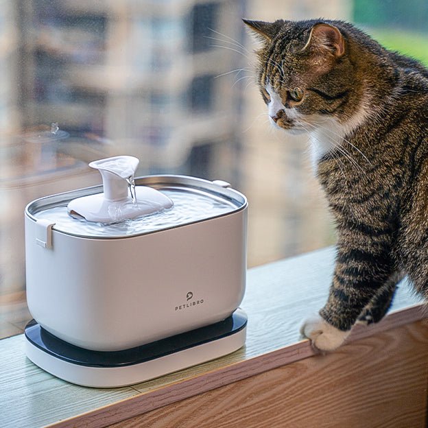 Water’s Gone Wireless - Say Hello to Our First Cordless Water Fountain - PETLIBRO