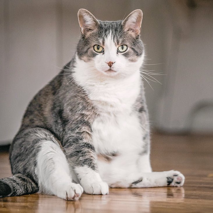 What Should You Do if Your Cat is Overweight? - PETLIBRO