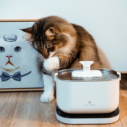Why do cats dip their paws in water? - PETLIBRO