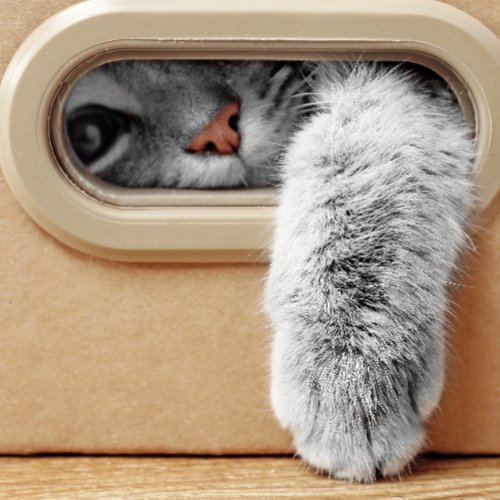 Why Do Cats Like Boxes: The Fascinating Science Behind Feline Behavior - PETLIBRO