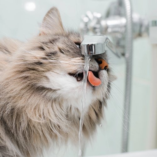Why Is My Cat Drinking a Lot of Water? - PETLIBRO