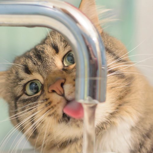 Why Is My Cat Not Drinking Water? - PETLIBRO
