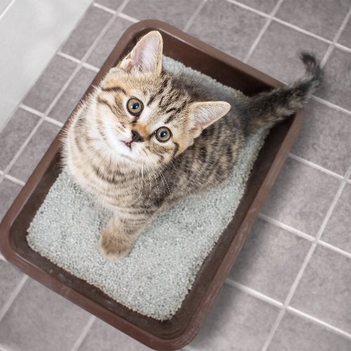 Why is My Cat Pooping on the Floor? - PETLIBRO