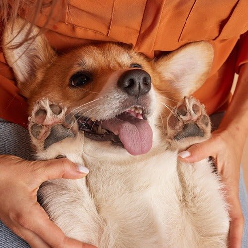 Why is My Dog Drinking So Much Water? - PETLIBRO
