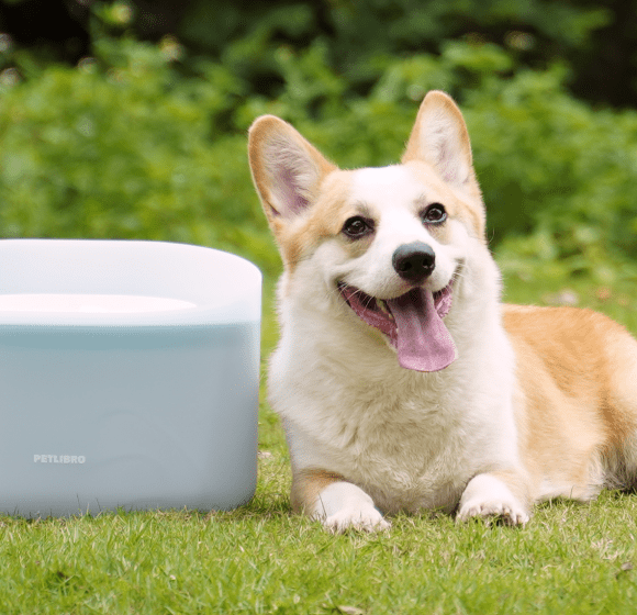 3 Steps to Ease Your Dog's Separation Anxiety - PETLIBRO